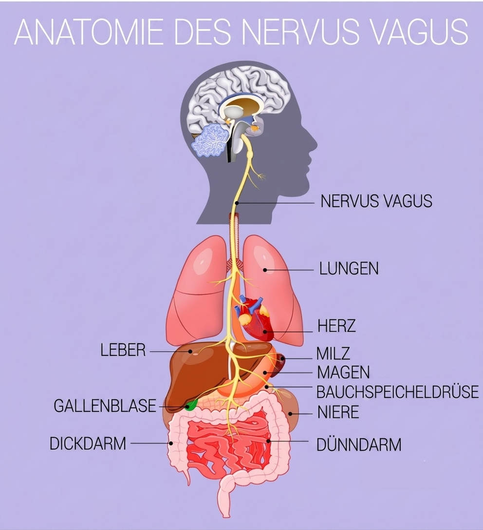 Nervensystem und Vagusnerv